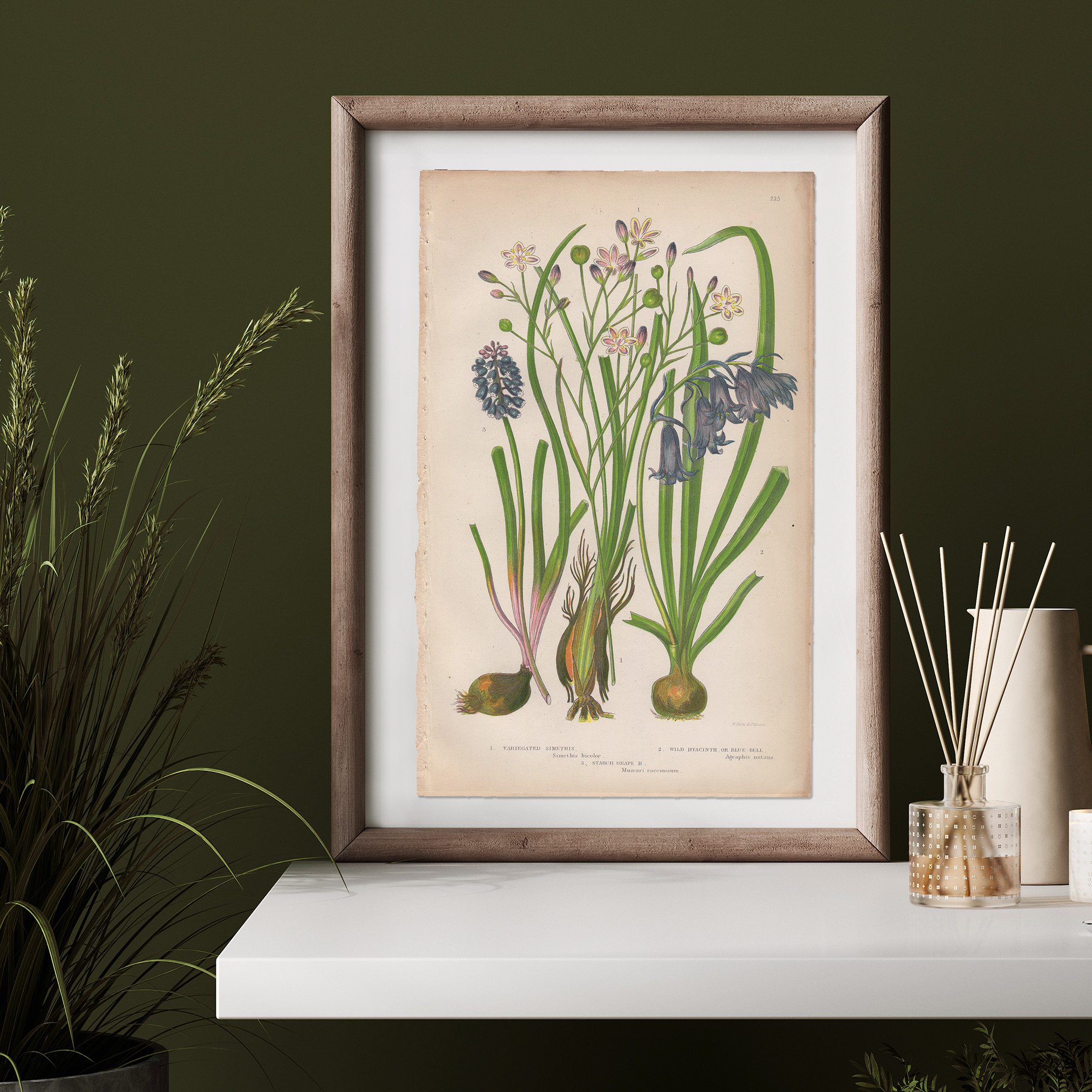 Anne Pratt Plate 223 Simethis, Hyacinth, Blue Bell - Image 3