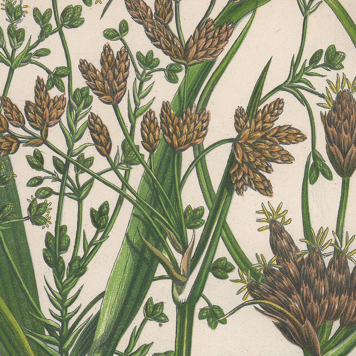 Anne Pratt Plate 241 Blunt-edged Club Rush, Salt Marsh Club Rush - Image 2