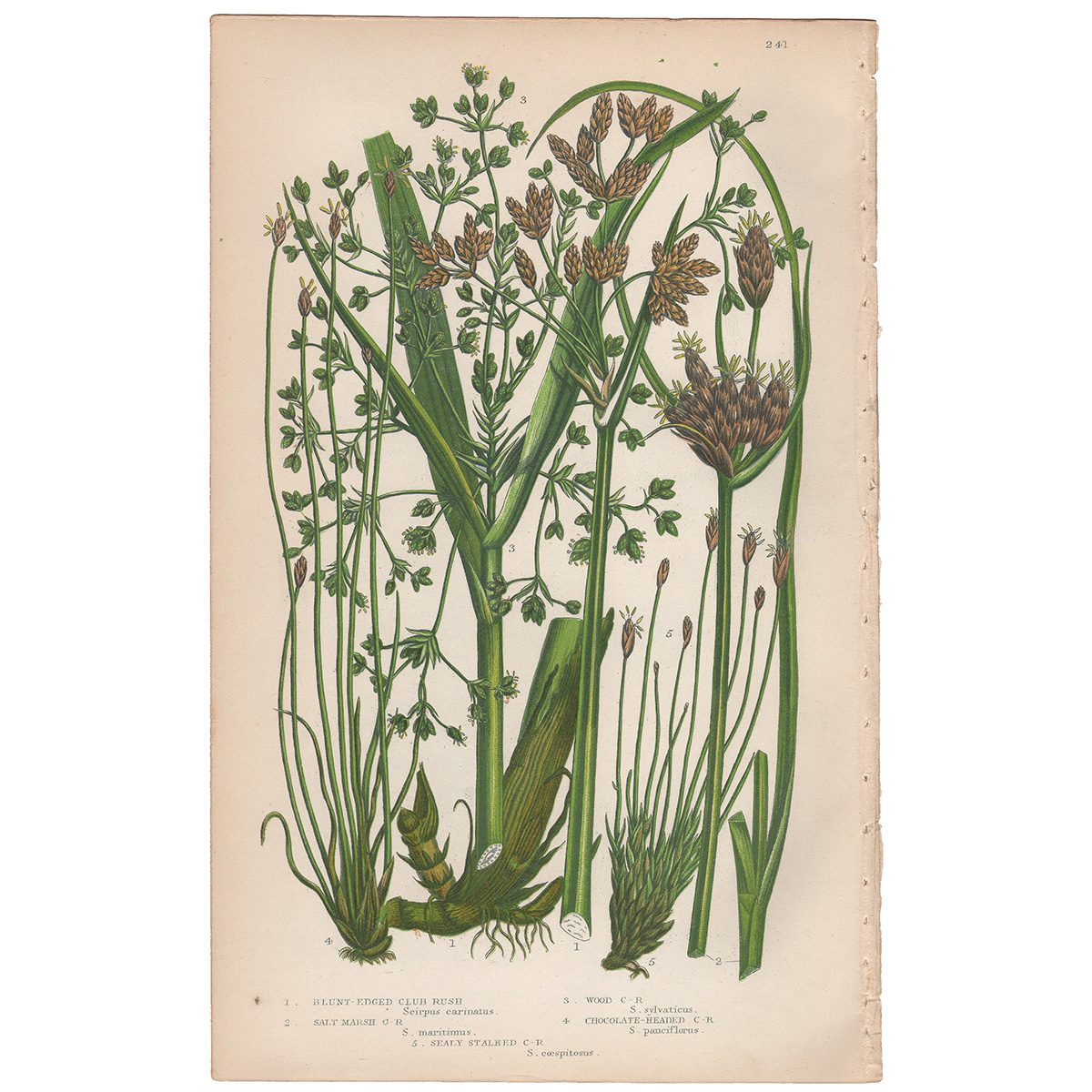 Anne Pratt Plate 241 Blunt-edged Club Rush, Salt Marsh Club Rush