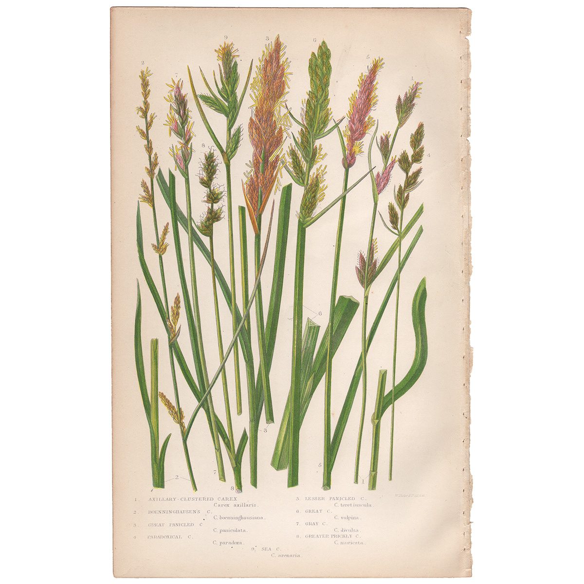 Anne Pratt Plate 244 Axillary Clustered Carex, Boenninghausen's Carex