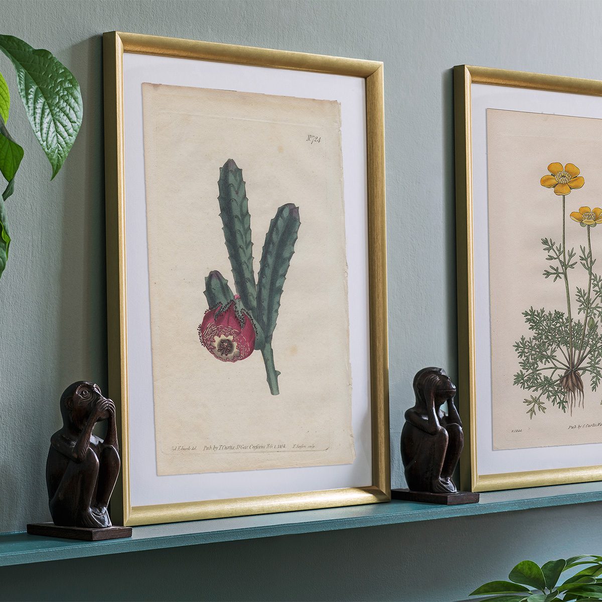 Curtis Plate 724 Revolute-Flowered Stapelia - Image 3