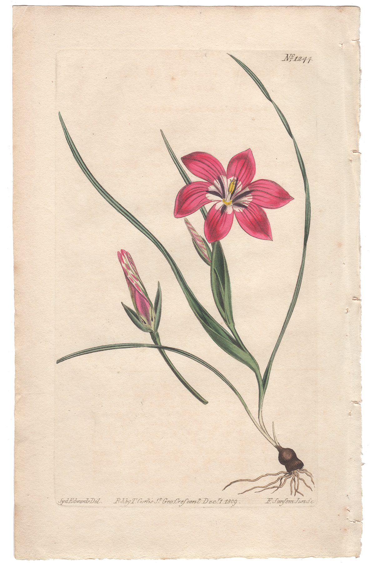 Plate 1244 Blush Trichonema, Curtis Botanical Magazine 1810 antique engraving