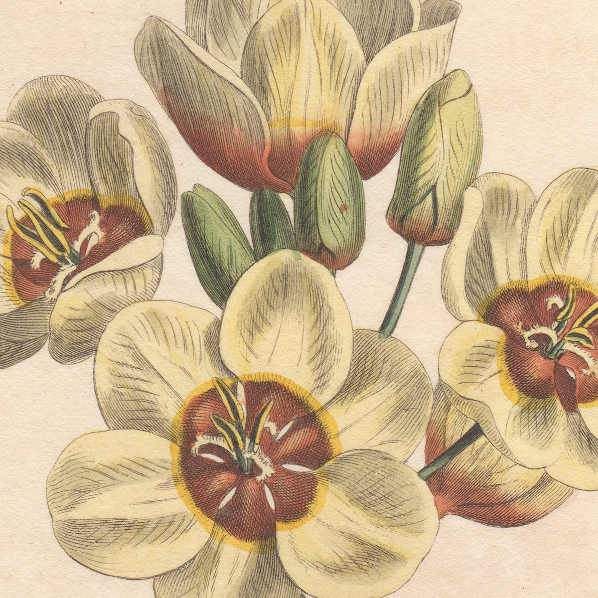 Curtis Plate 1285 Cream-coloured Spotted Ixia - Image 2