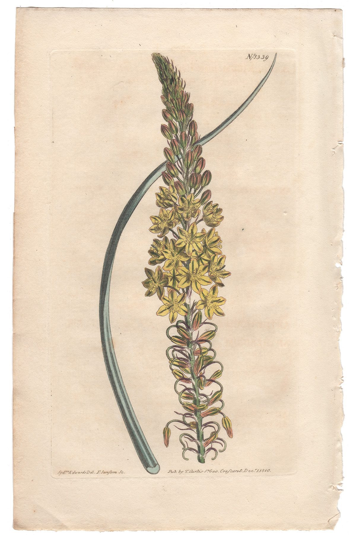 Curtis Plate 1339 Glaucous-leaved Anthericum