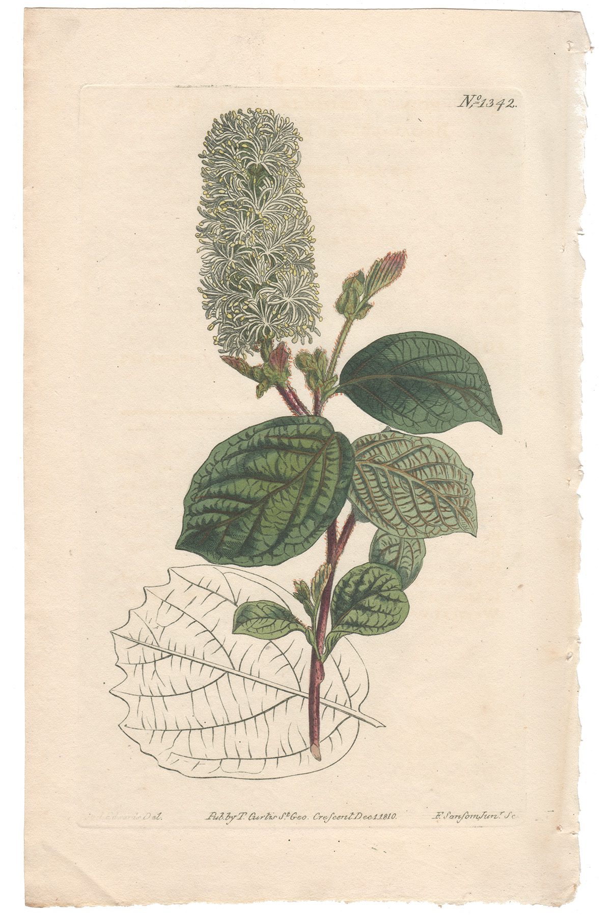 Curtis Plate 1342 Broad-leaved Fothergilla