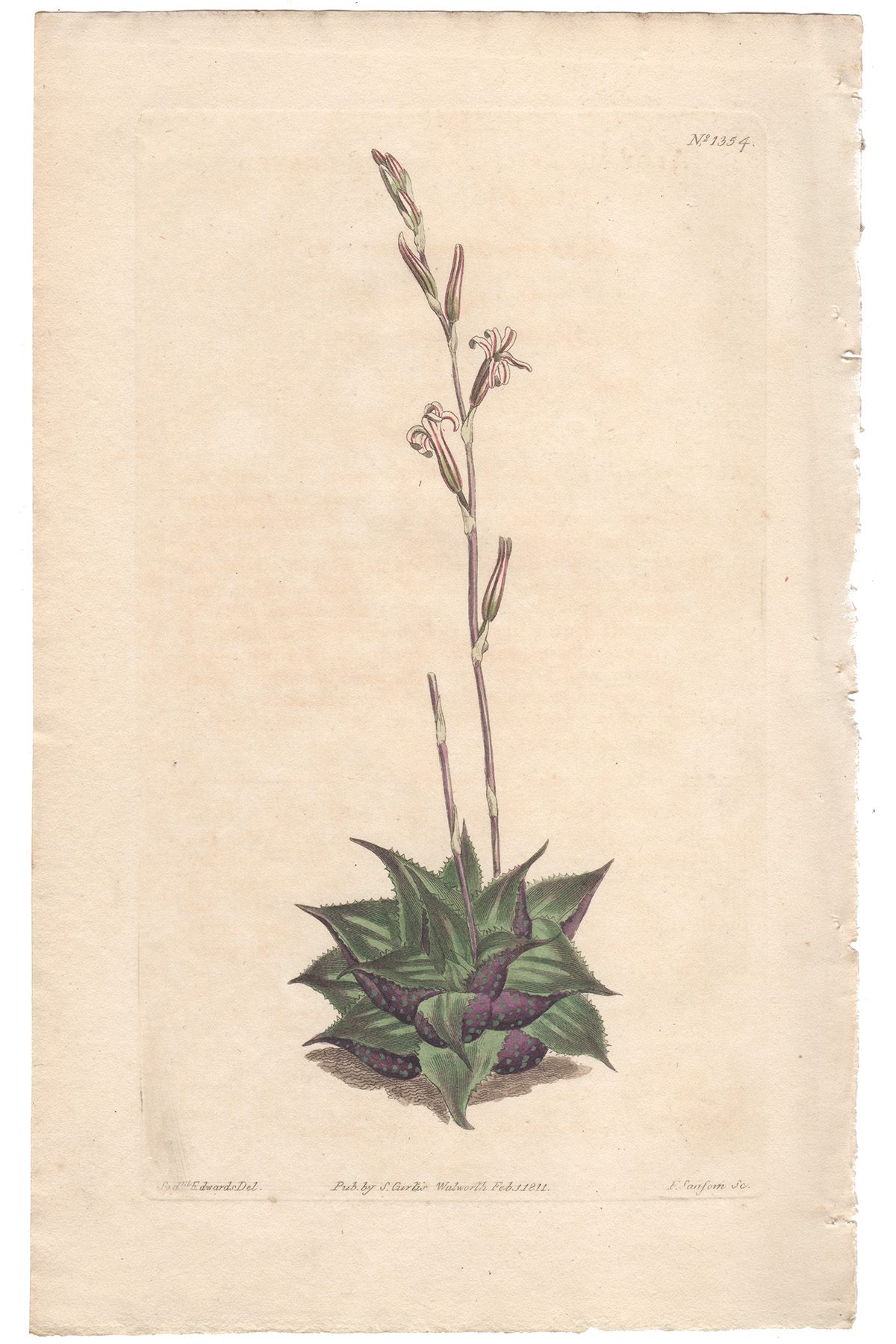 Curtis Plate 1354 Rough-leaved Cushion Aloe