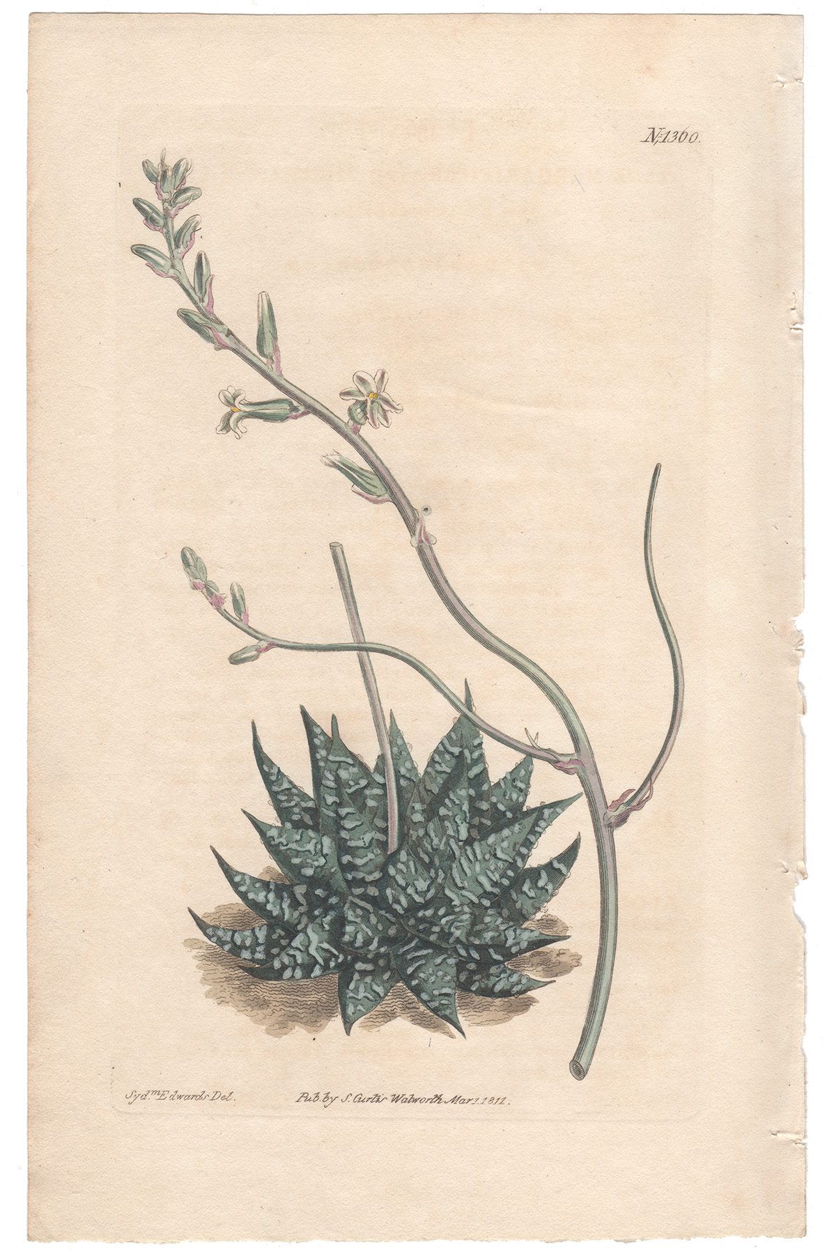 Curtis Plate 1360 Least Pearl Aloe