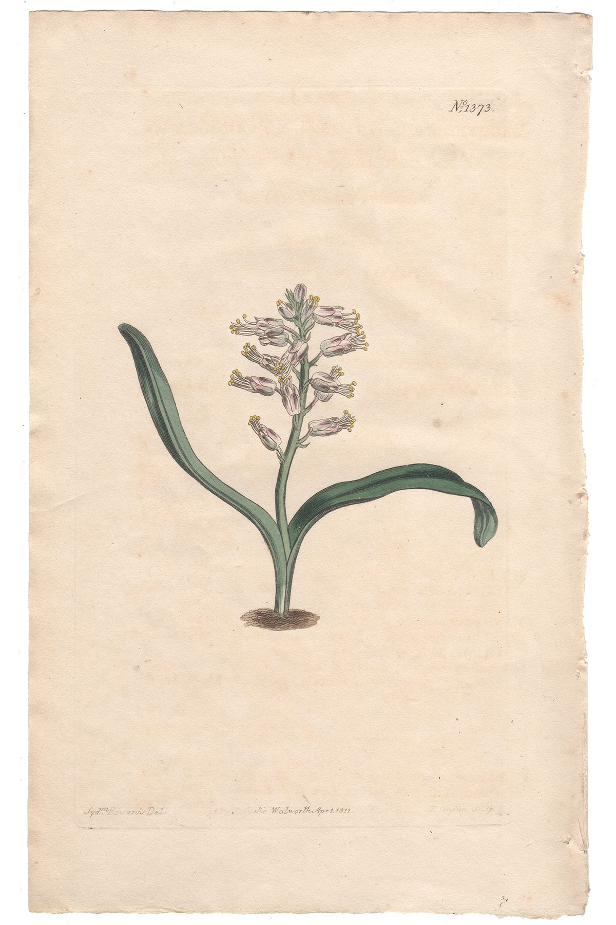 Curtis Plate 1373 Plain-leaved self-coloured Lachenalia