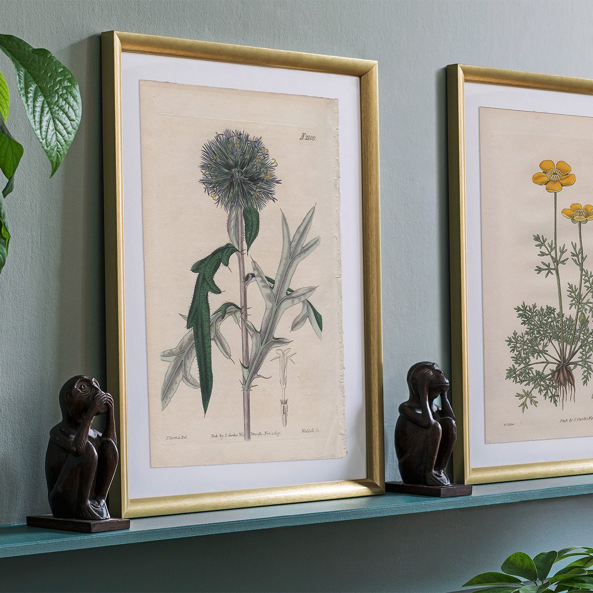 Curtis Plate 2109 Annual Globe-Thistle - Image 3