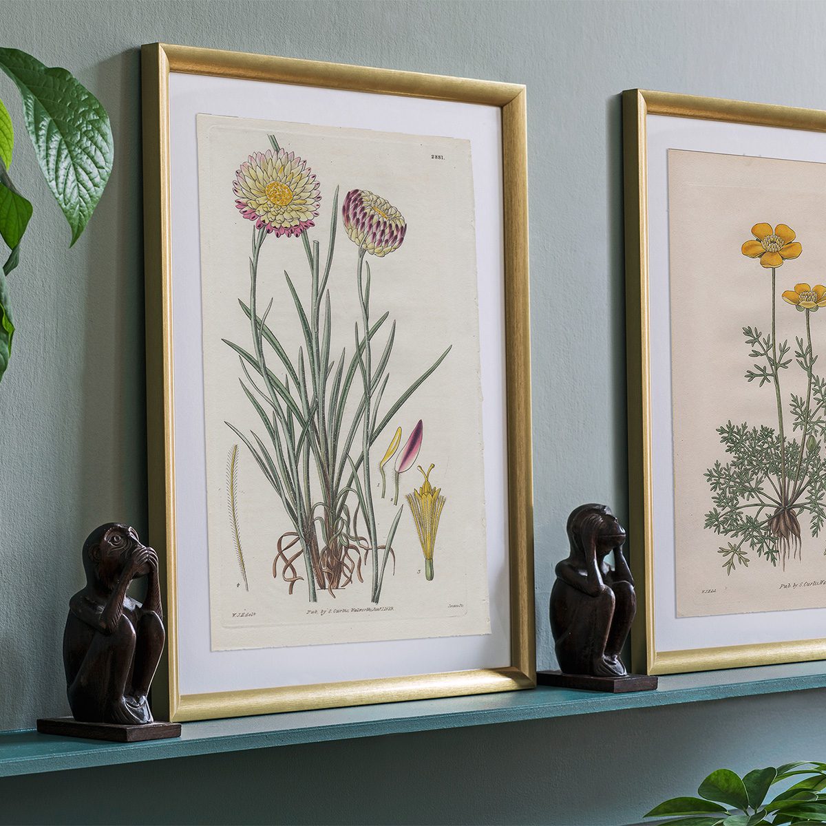 Curtis Plate 2881 Hoary-leaved Elichrysum - Image 3