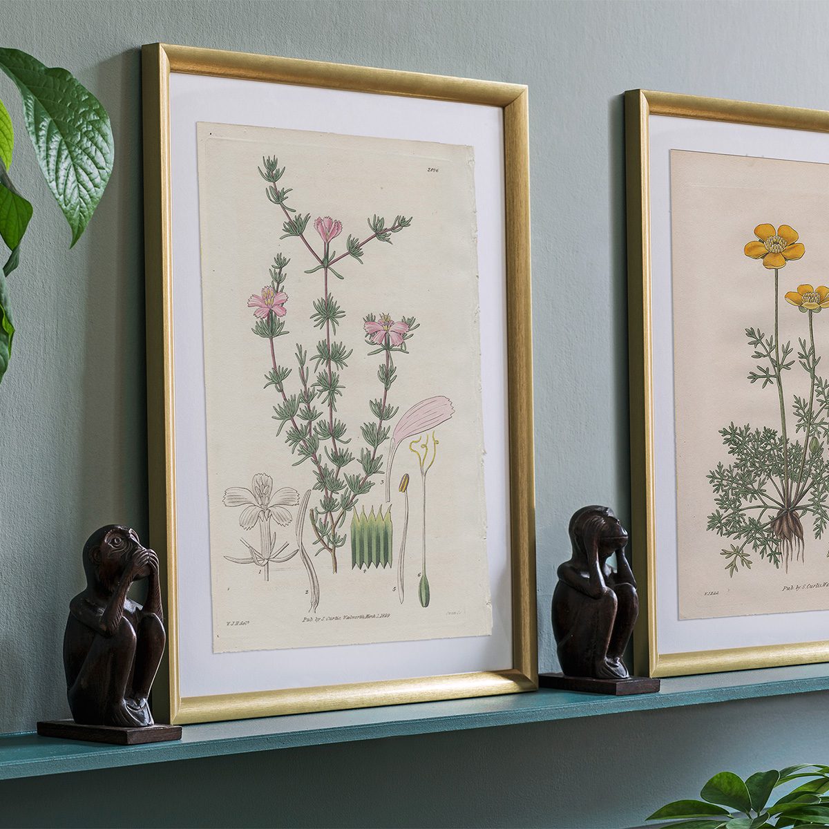 Curtis Plate 2896 Few-flowered Frankenia - Image 3