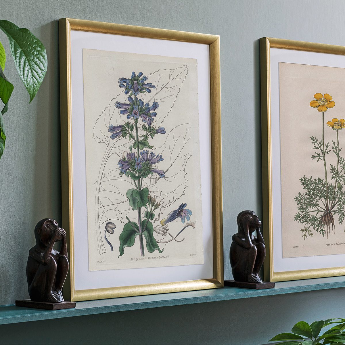 Curtis Plate 2903 Ovate-leaved Pentstemon - Image 3