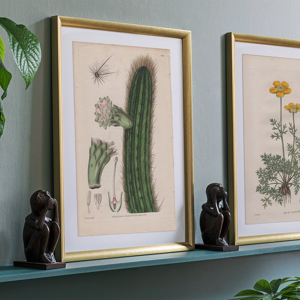 Curtis Plate 3125 Van Royen's Cereus - Image 3