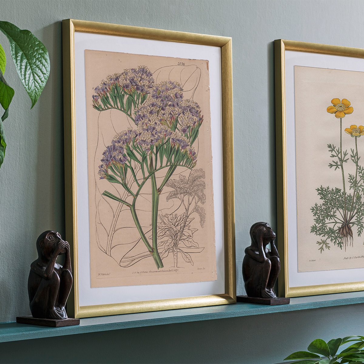 Curtis Plate 3776 Gigantic Canary Thrift - Image 3