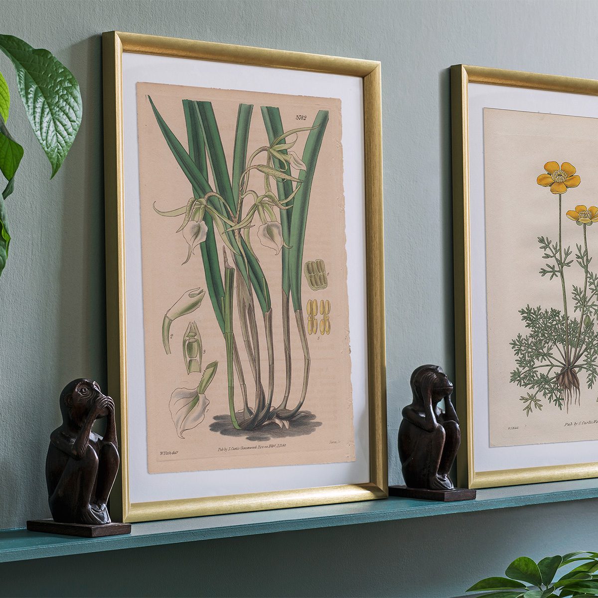 Original antique hand-colored engraving botanical print from Curtis’s Botanical Magazine; or Flower-Garden Displayed.