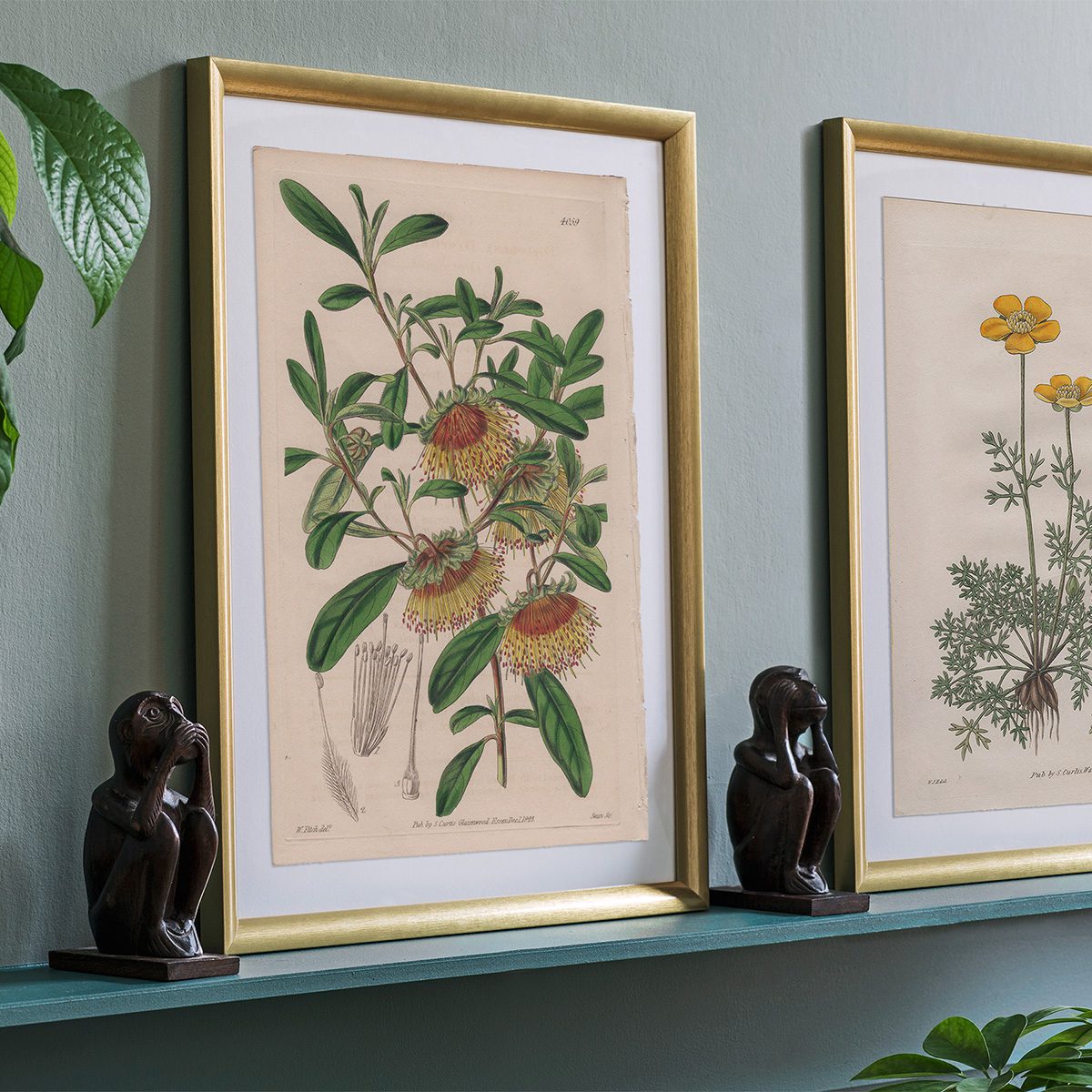 Curtis Plate 4059 Dampier's Diplolaena - Image 3