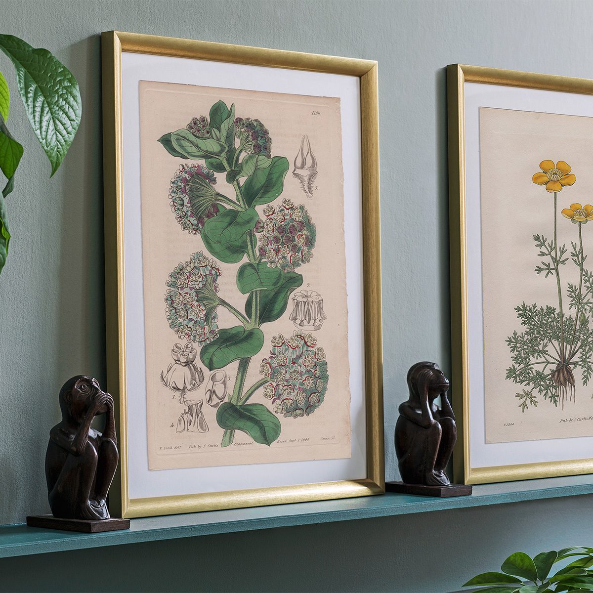 Curtis Plate 4106 Hairy-stemmed Asclepias - Image 3