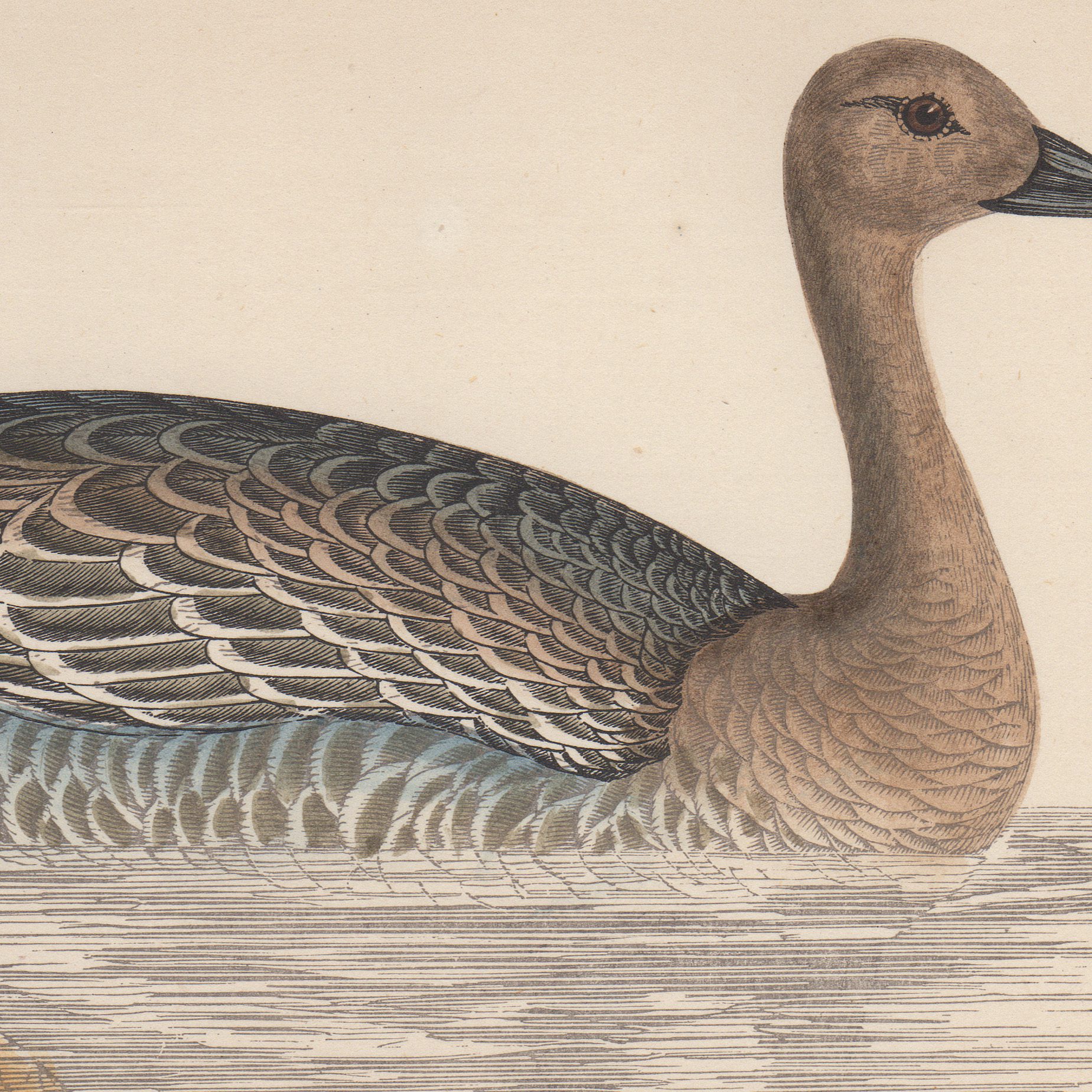 Antique bird print colored lithographic book plates by Morris