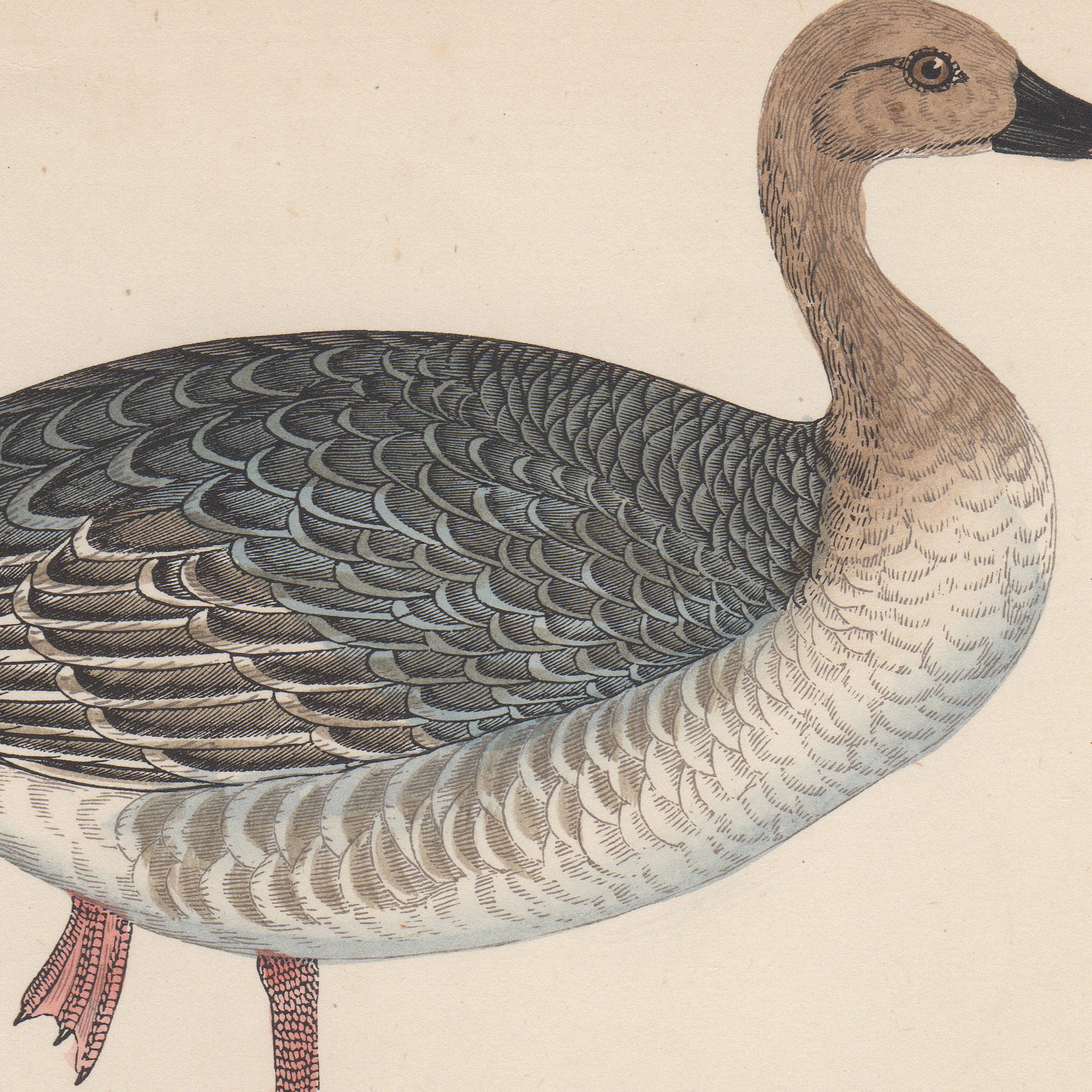 Antique bird print colored lithographic book plates by Morris