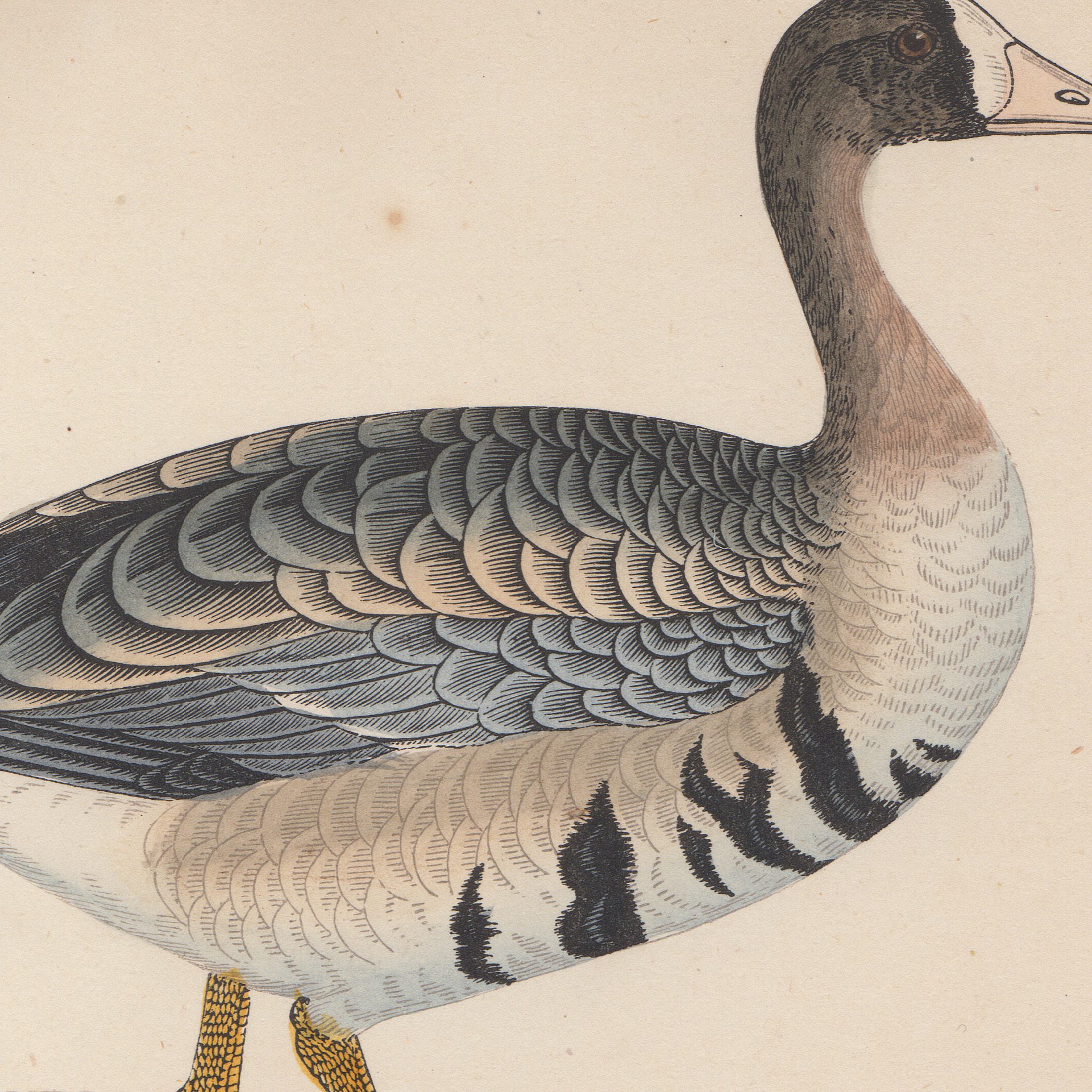 Antique bird print colored lithographic book plates by Morris