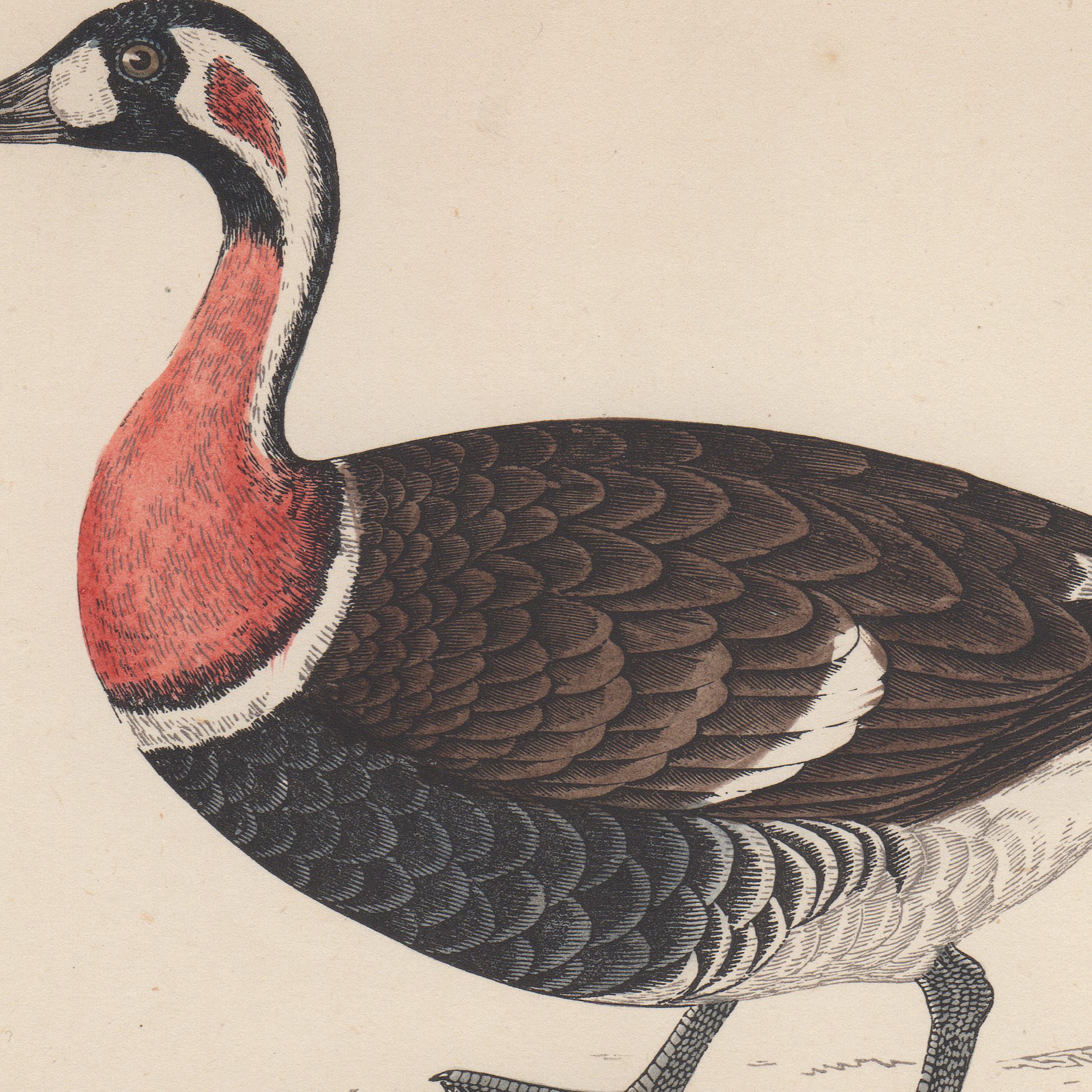 Antique bird print colored lithographic book plates by Morris