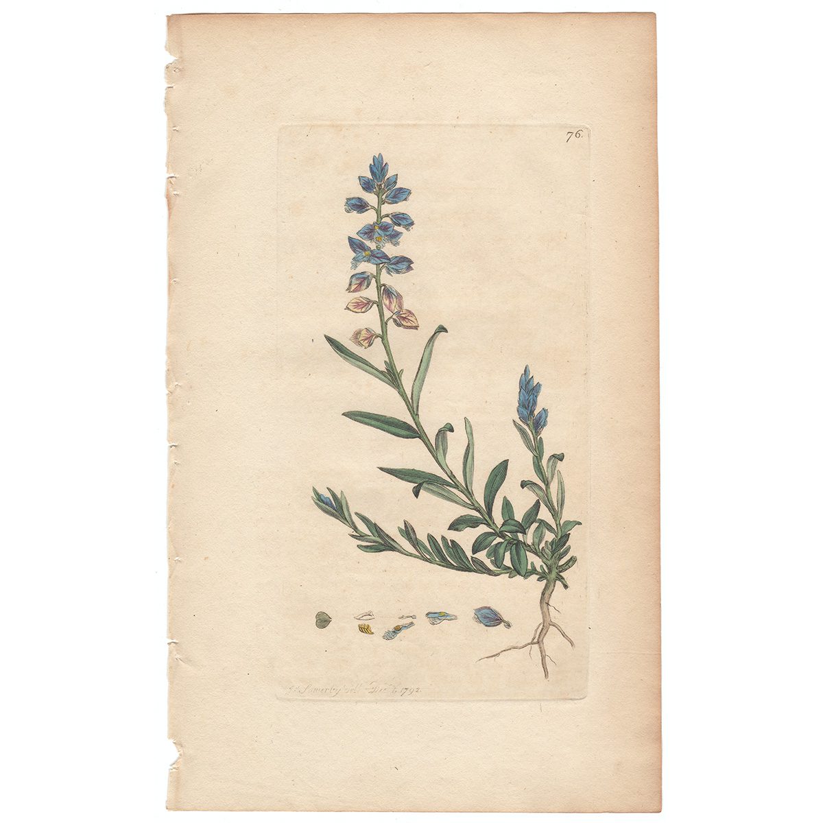 Sowerby Botany Plate 76 Milkwort