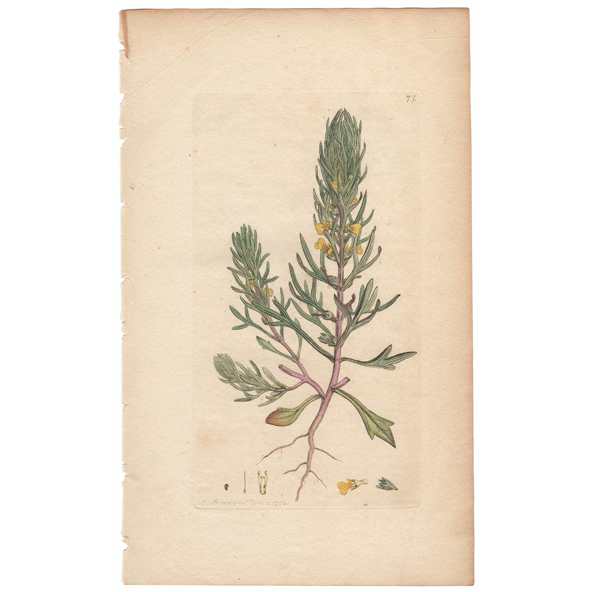 Sowerby Botany Plate 77 Ground Pine