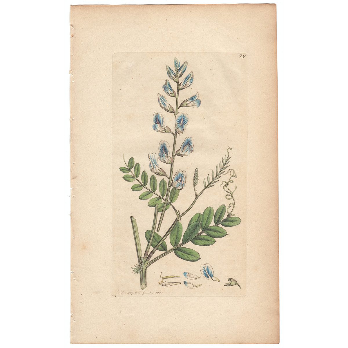 Sowerby Botany Plate 79 Wood Vetch