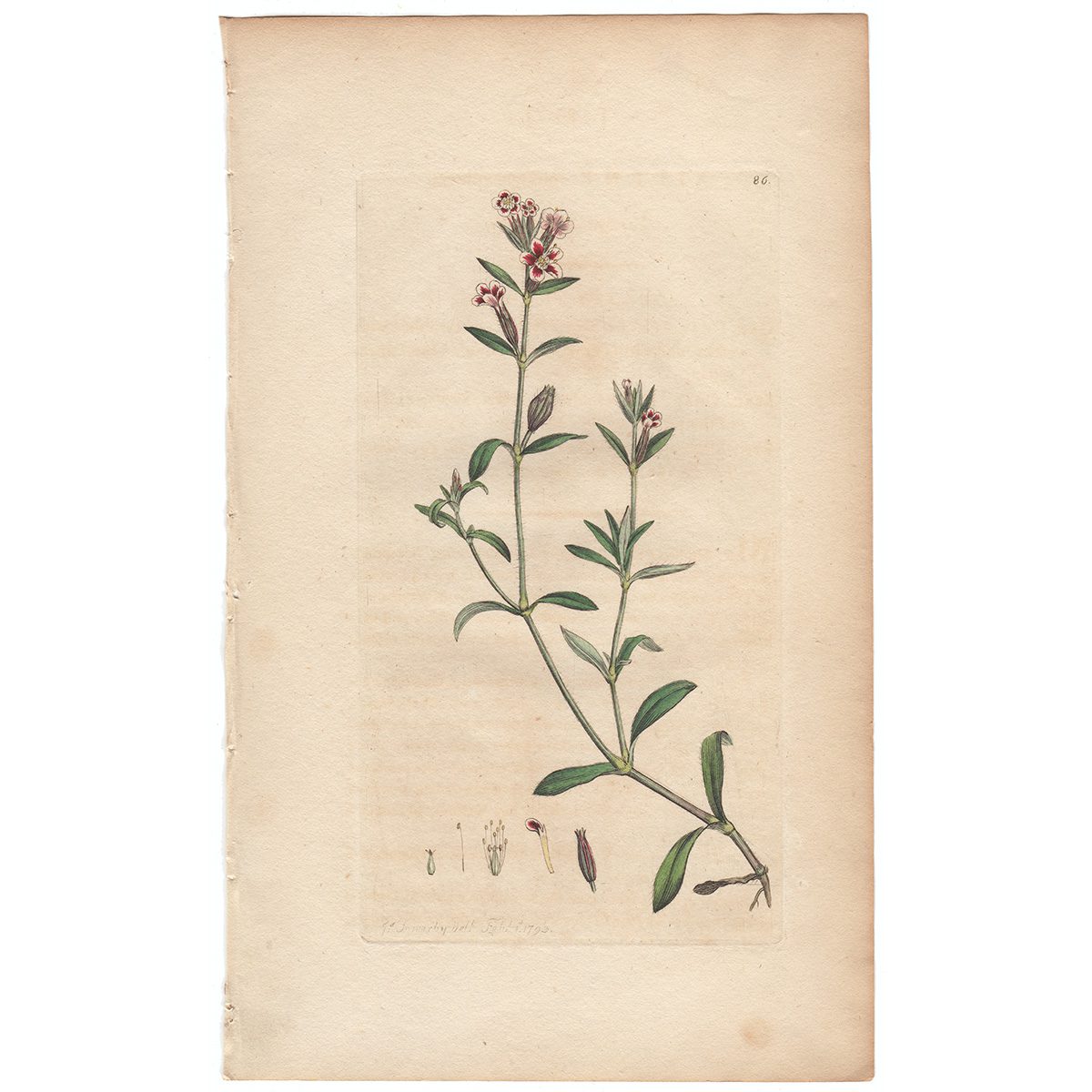 Sowerby Botany Plate 86 Variegated Catchfly