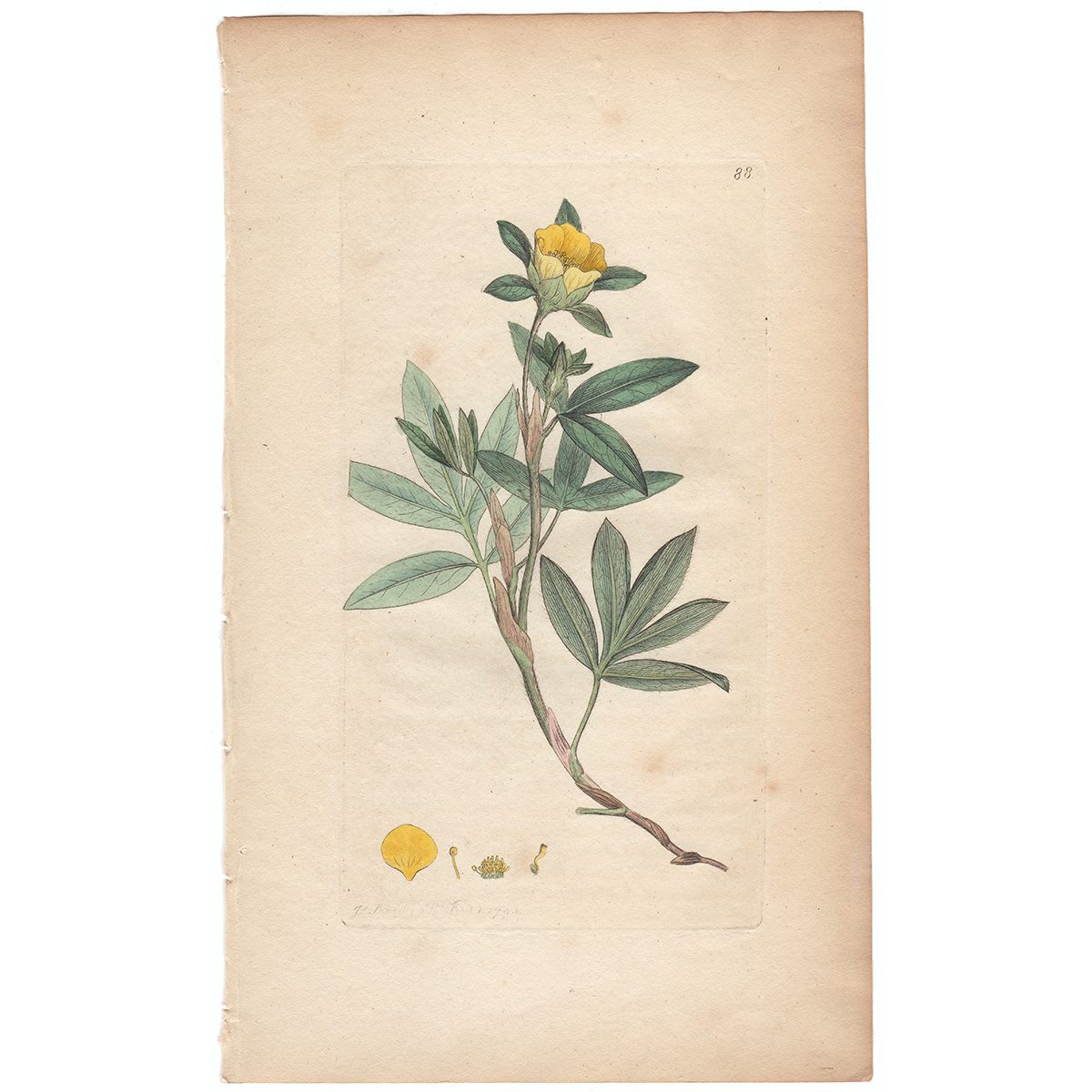 Sowerby Botany Plate 88 Shrubby Cinquefoil