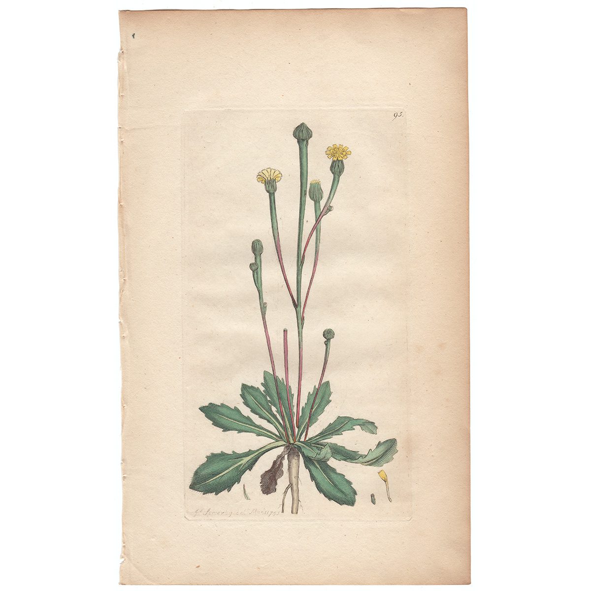 Sowerby Botany Plate 95 Swine's Succory