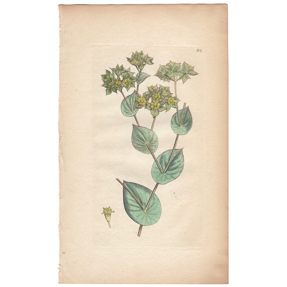 Sowerby Botany Plate 99 Thorow Sanicle