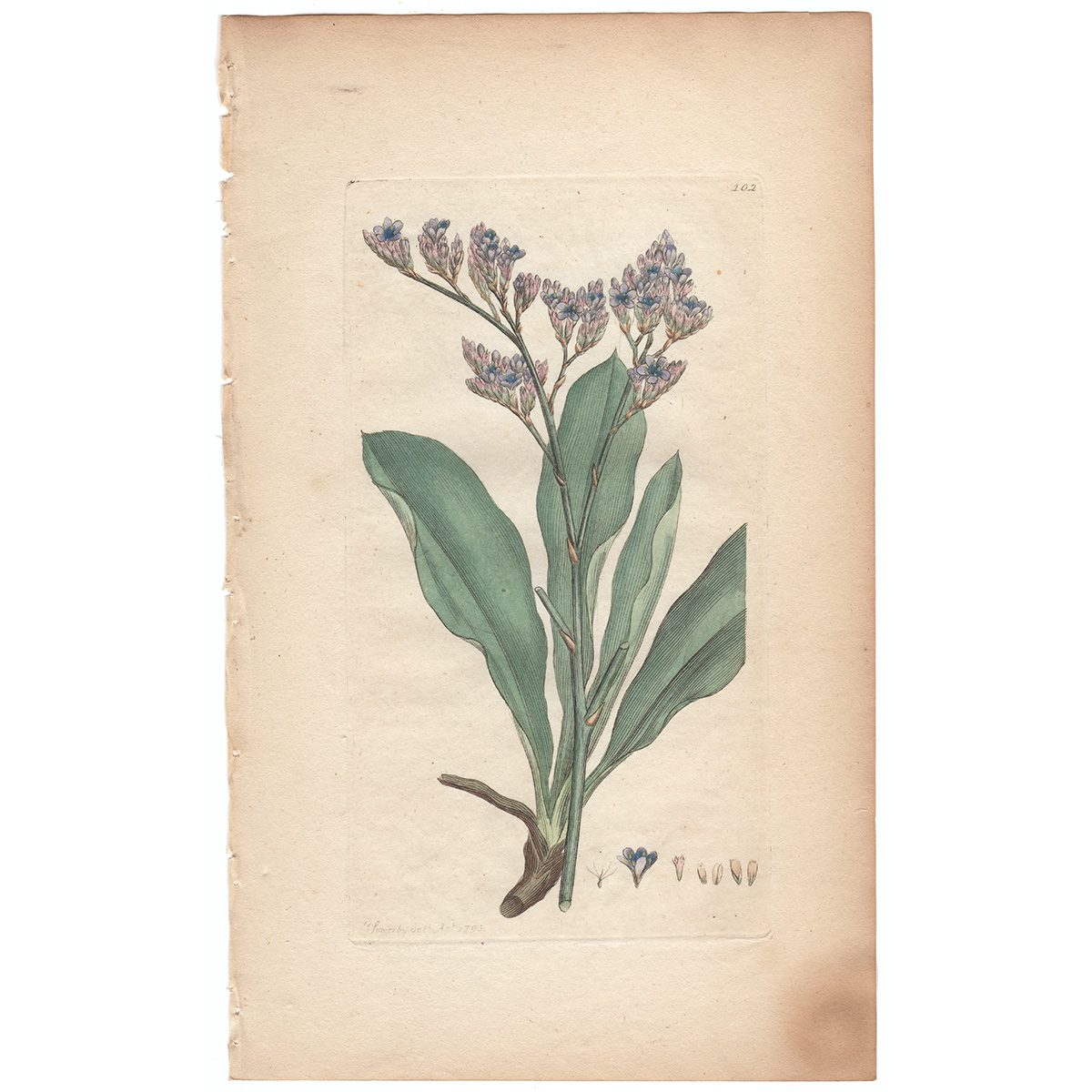 Sowerby Botany Plate 102 Sea Lavender