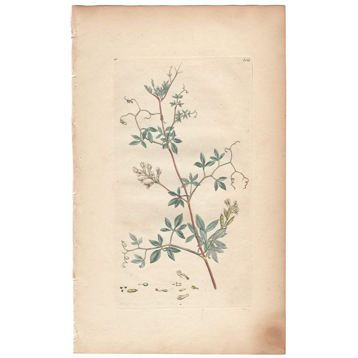 Sowerby Botany Plate 103 Climbing Fumitory