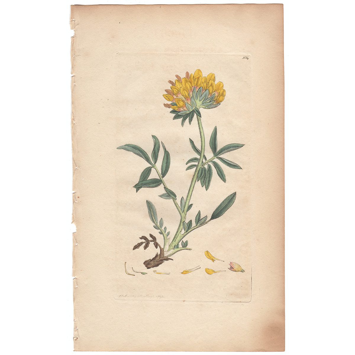 Sowerby Botany Plate 104 Kidney Vetch, or Ladies Finger