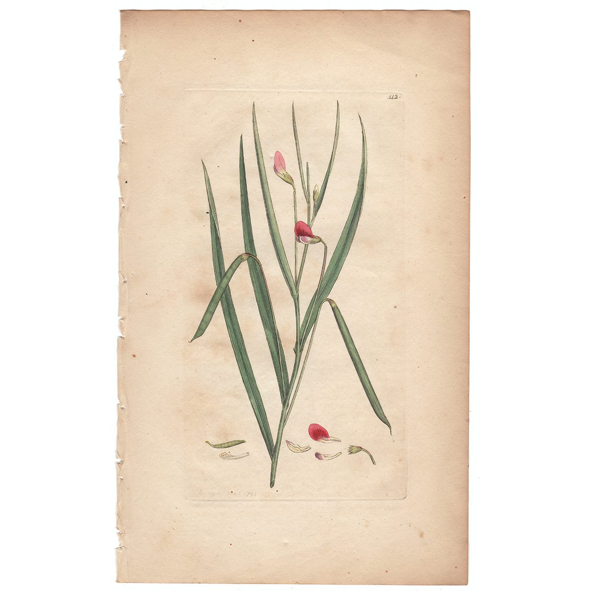 Sowerby Botany Plate 112 Crimson Grass-vetch