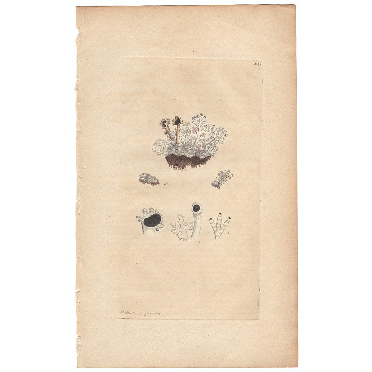 Sowerby Botany Plate 114 Brittle Lichen