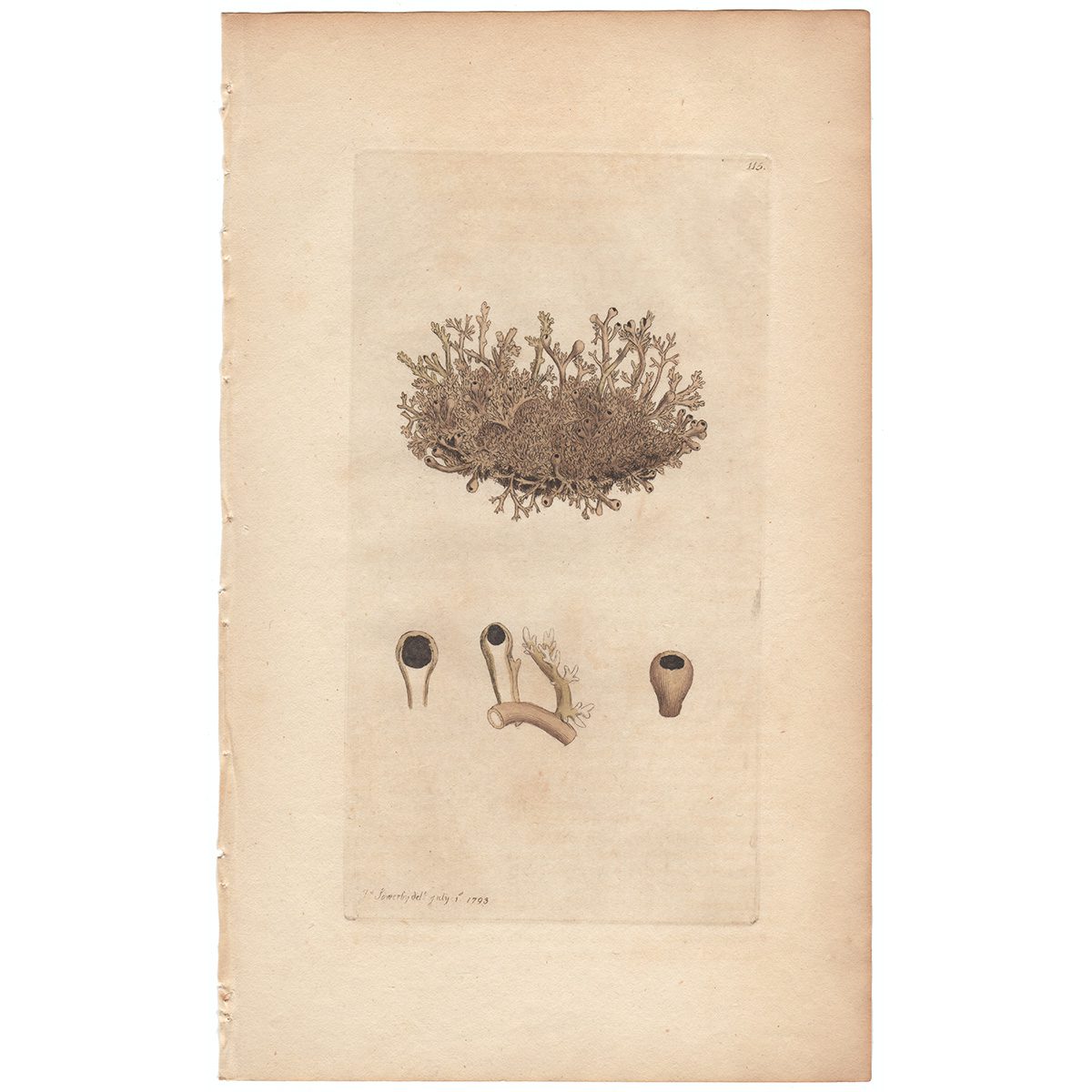 Sowerby Botany Plate 115 Globe Lichen