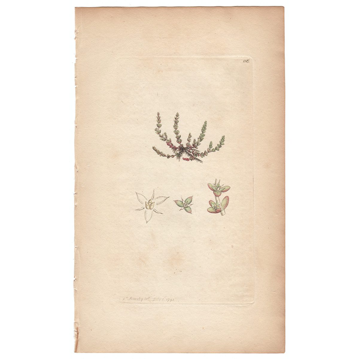 Sowerby Botany Plate 116 Mossy Tillaea