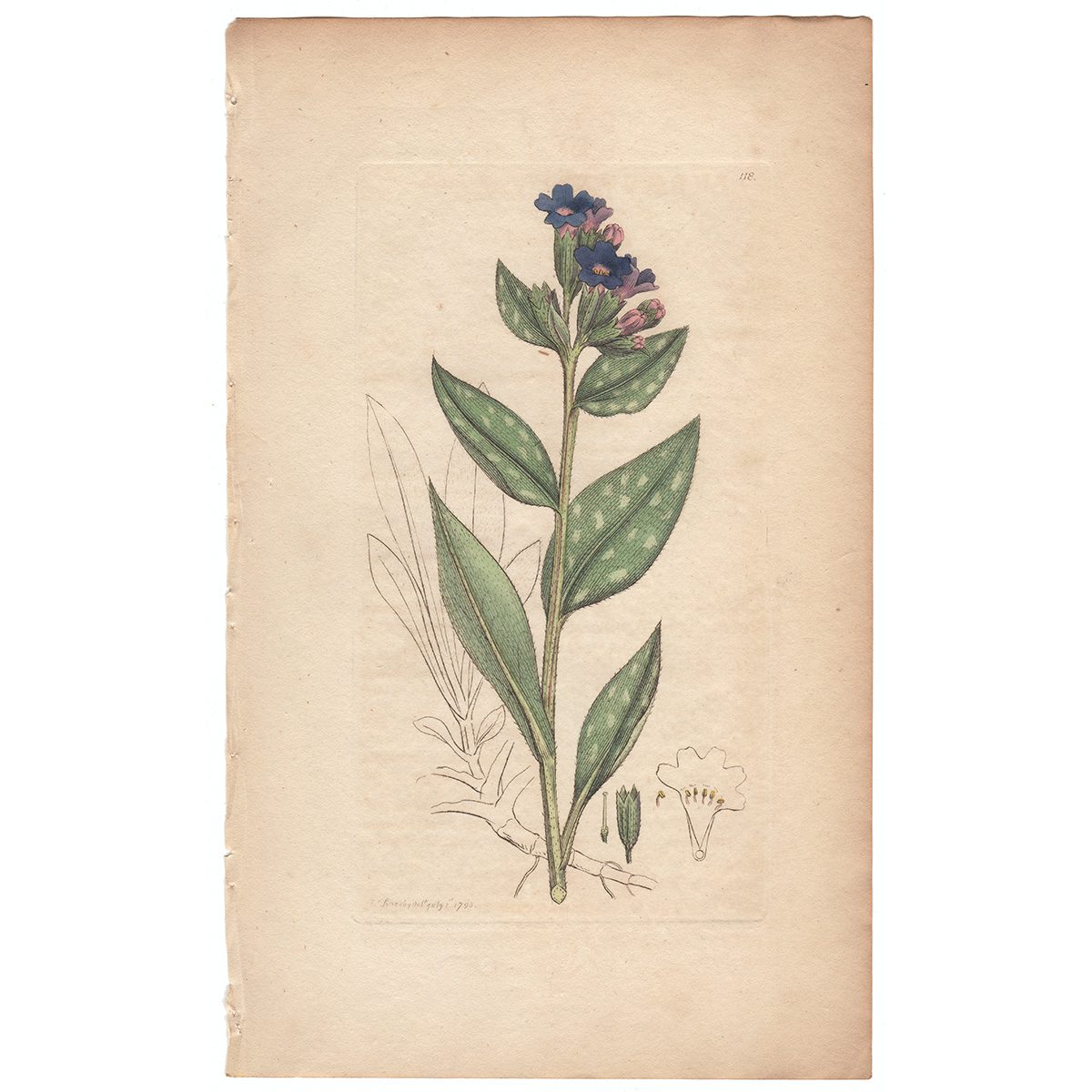 Sowerby Botany Plate 118 Common Lungwort