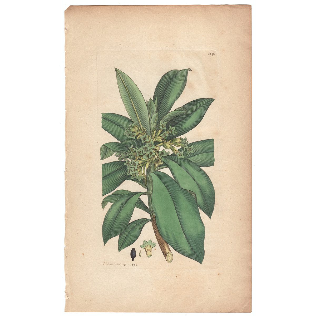 Sowerby Botany Plate 119 Spurge Laurel