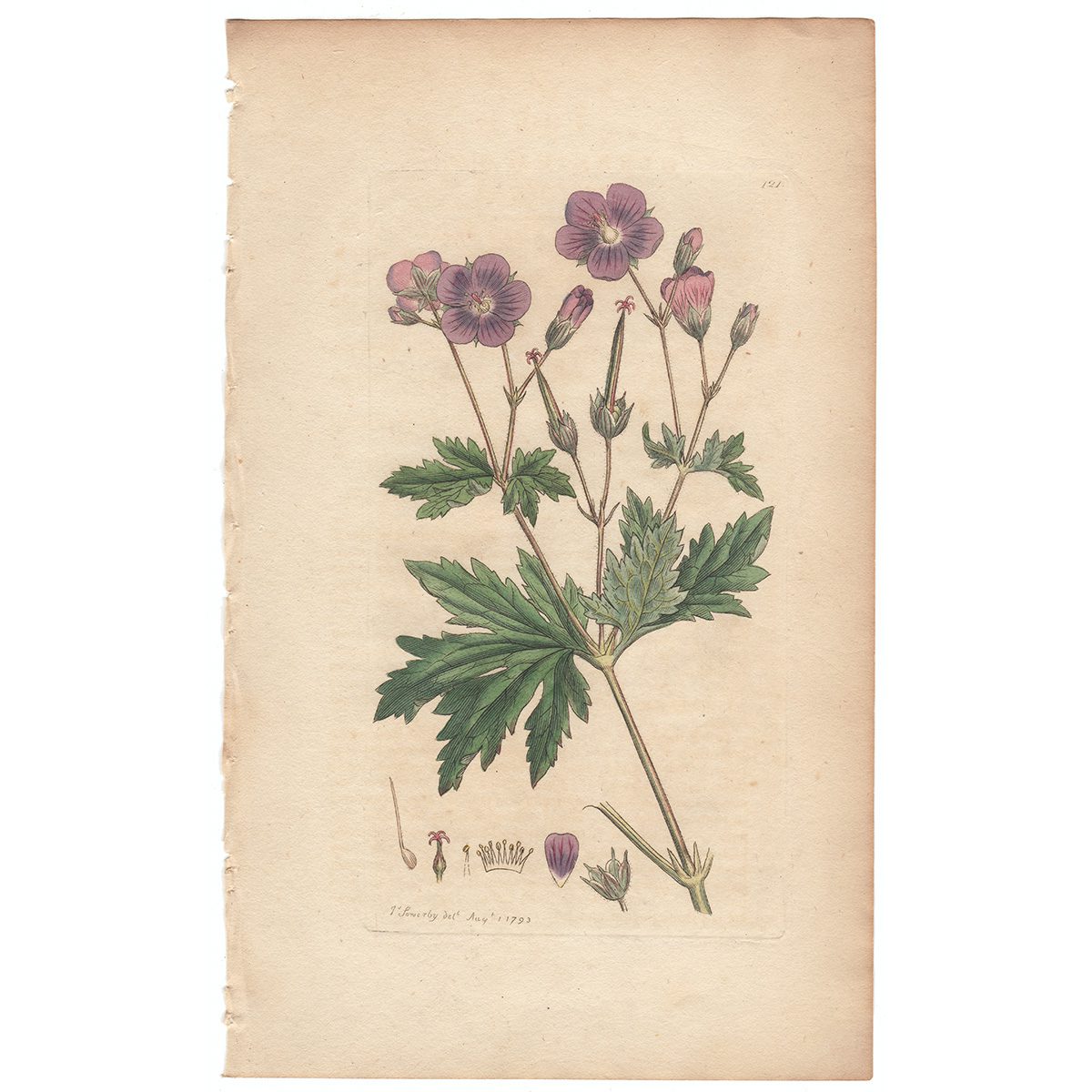 Sowerby Botany Plate 121 Wood Cranesbill