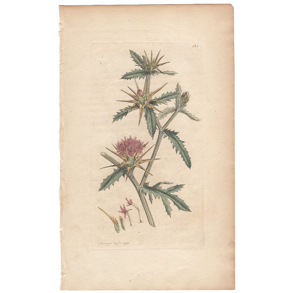 Sowerby Botany Plate 125 Star Thistle