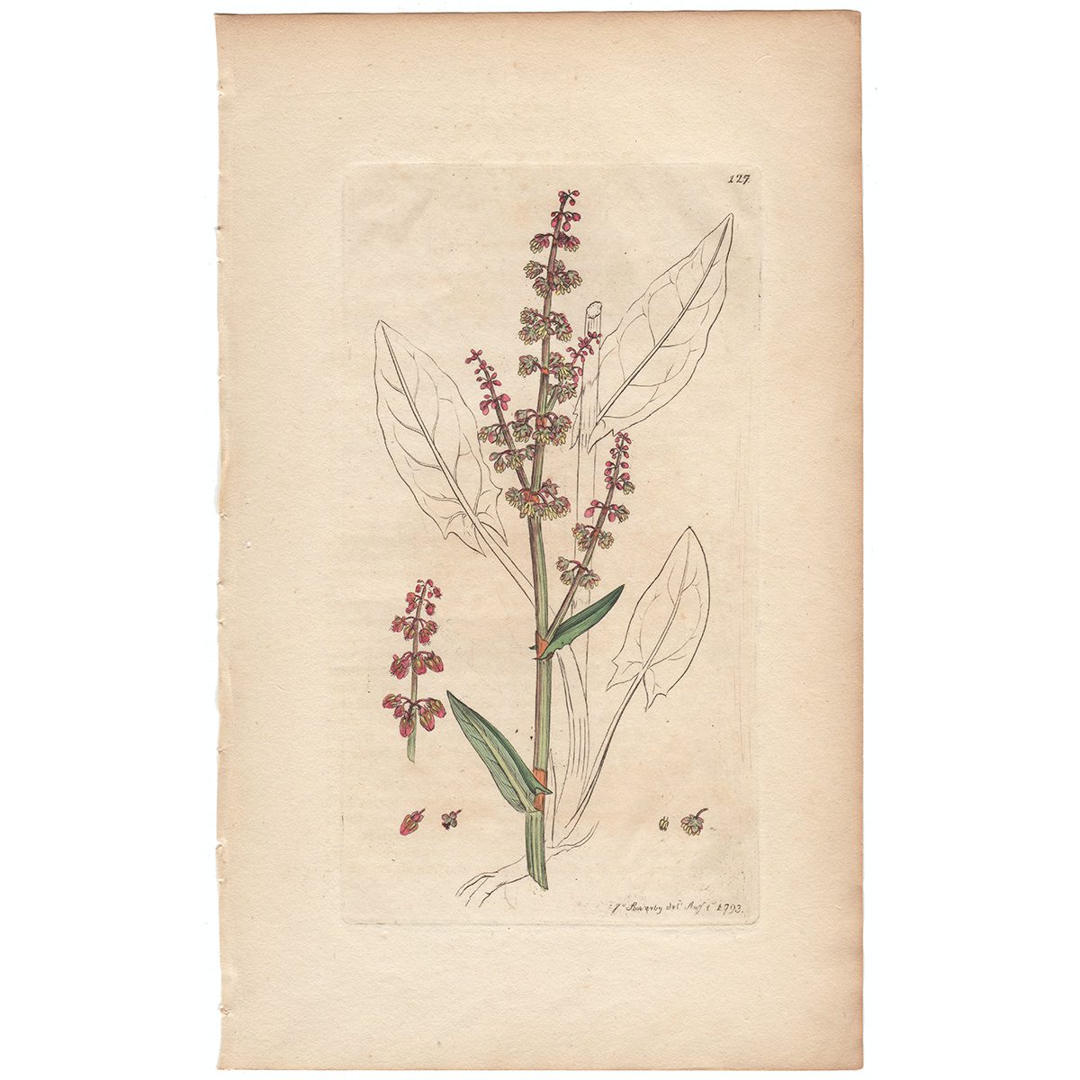 Sowerby Botany Plate 127 Common Sorrel