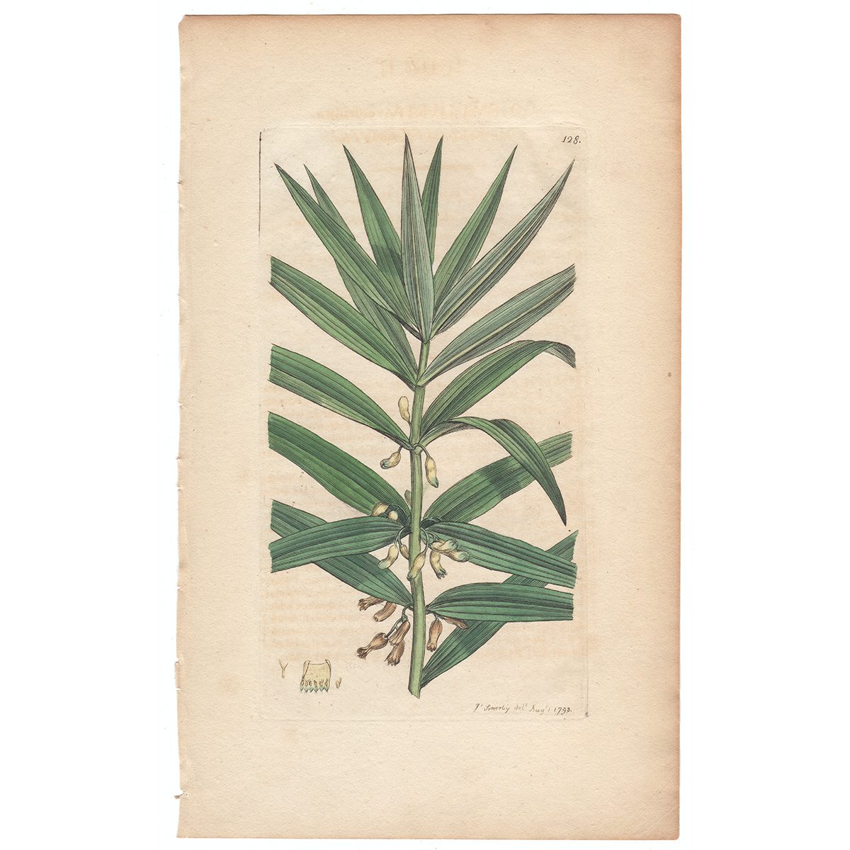Sowerby Botany Plate 128 Narrow-leaved Solomon's Seal