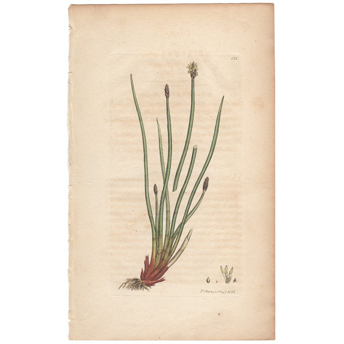 Sowerby Botany Plate 131 Marsh Club-rush
