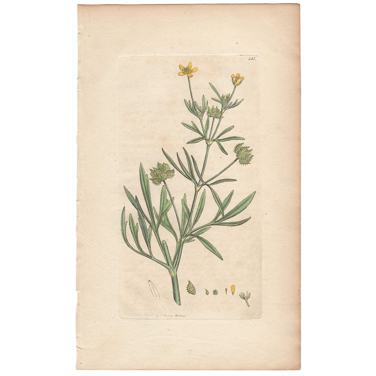 Sowerby Botany Plate 135 Corn Crowfoot