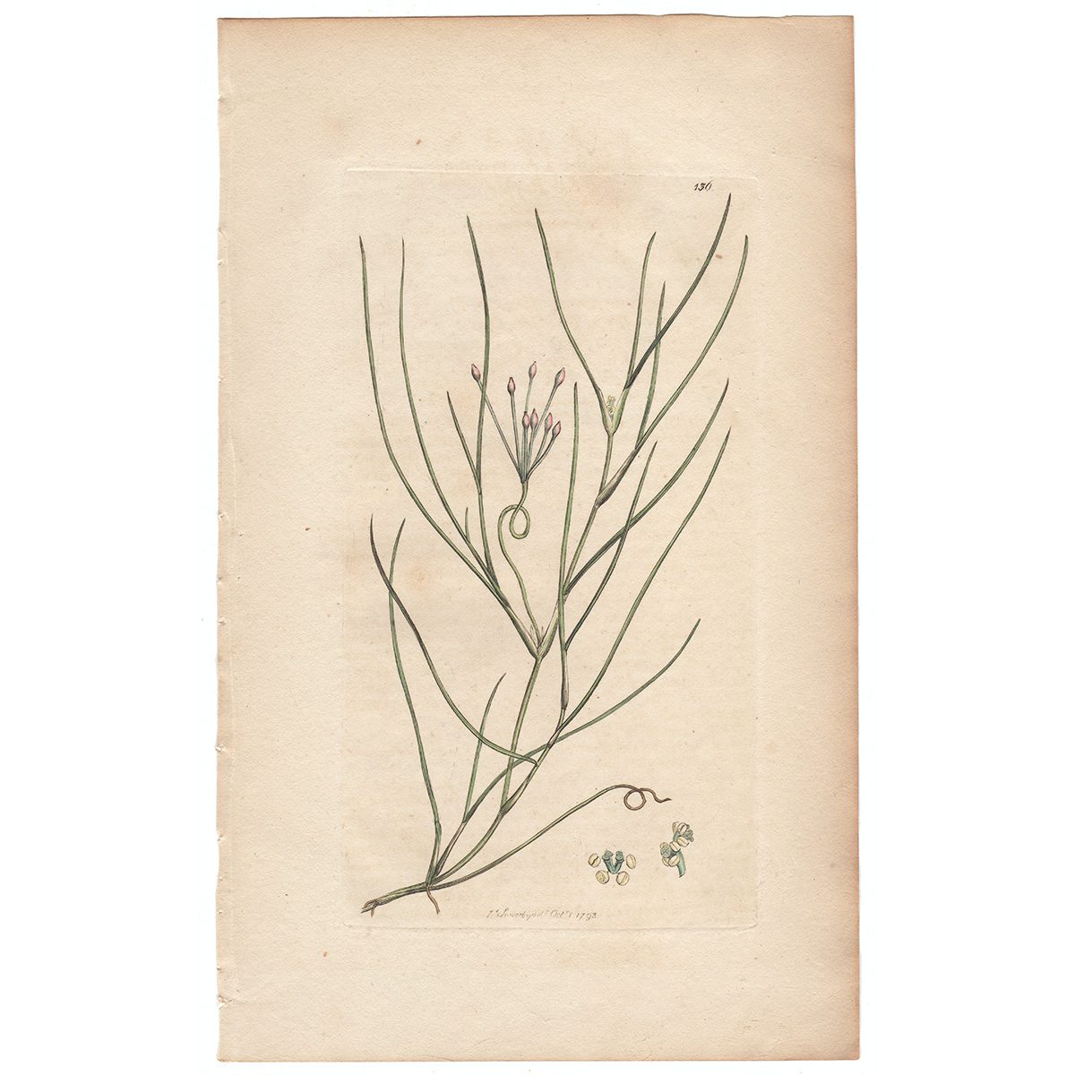 Sowerby Botany Plate 136 Sea Ruppia