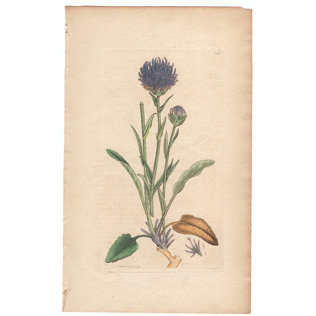 Sowerby Botany Plate 142 Round-headed Rampion