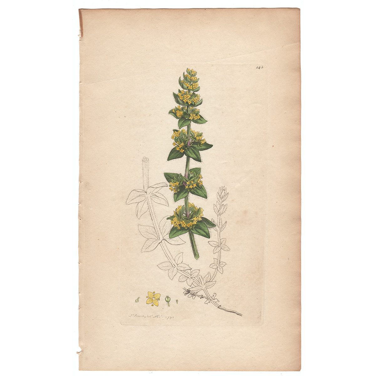 Sowerby Botany Plate 143 Cross-wort